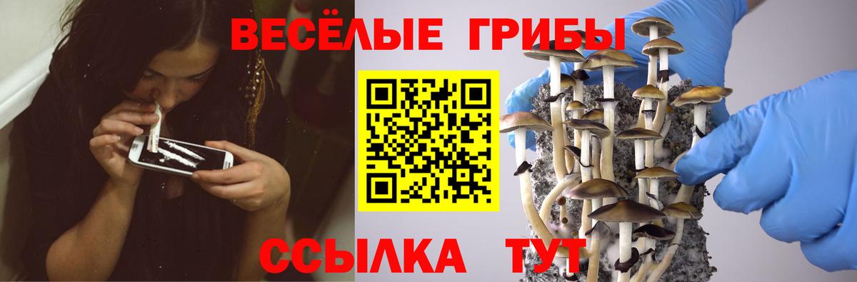 Псилоцибиновые грибы GOLDEN TEACHER  Вход с VPN  Кольчугино 